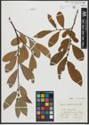 Foto von Salix appendiculata Vill.